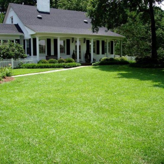 Patten Seed Company TifBlair Centipede 1 Lb Grass Seed Best Grass Seed for Florida 2 Patten Seed Company TifBlair Centipede 1 Lb Grass Seed Best Grass Seed for Florida 2