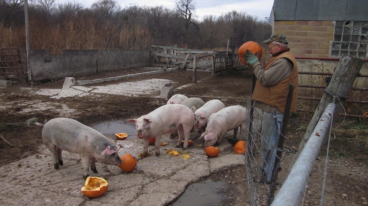 Pigs What Animals Eat Pumpkins And Their Benefits Pigs What Animals Eat Pumpkins And Their Benefits