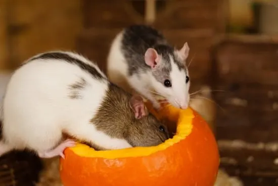 Raccoons and mice What Animals Eat Pumpkins And Their Benefits Raccoons and mice What Animals Eat Pumpkins And Their Benefits