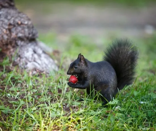 Squirrels What Is Eating My Strawberries