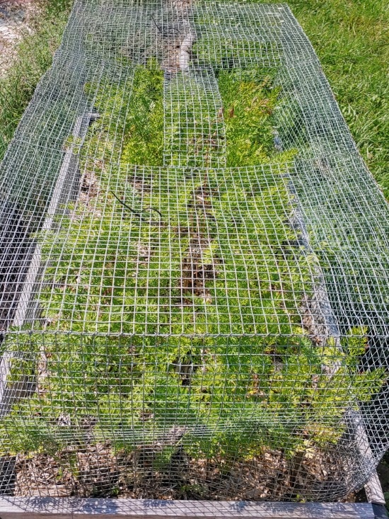 Carrot seed growth Where Do Carrot Seeds Come From Carrot seed growth Where Do Carrot Seeds Come From