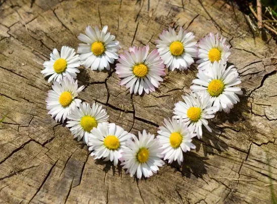 Daisies What Flowers to Give on Your Anniversary Daisies What Flowers to Give on Your Anniversary