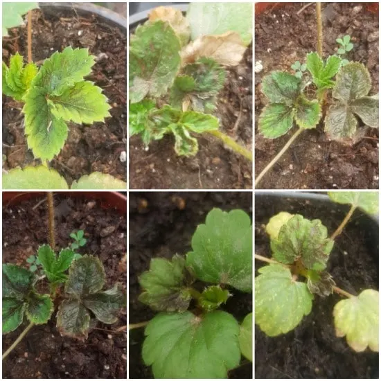 Diseases Why Are My Strawberries So Small In The Home Garden
