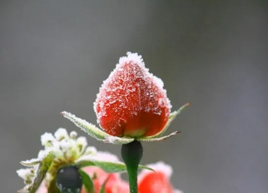 Frozen in winter Why Are My Strawberries So Small In The Home Garden