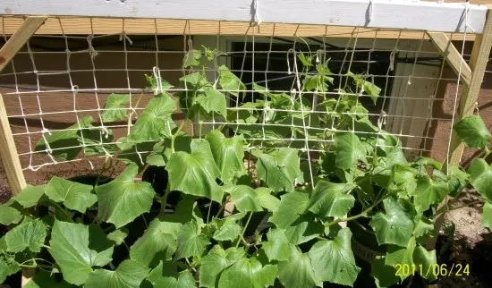 How Much Sun Do Cucumbers Need To Get Best Harvest How Much Sun Do Cucumbers Need To Get Best Harvest