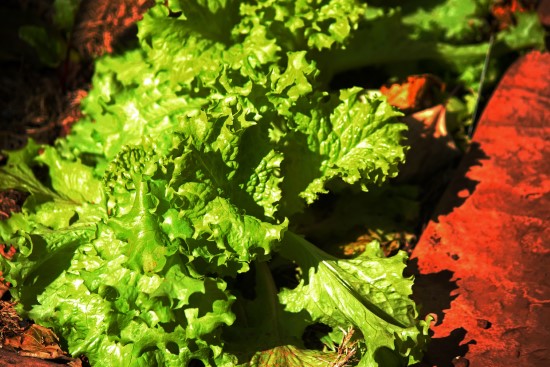 How Much Sun Does Lettuce Need And How To Prevent Excess Sunlight