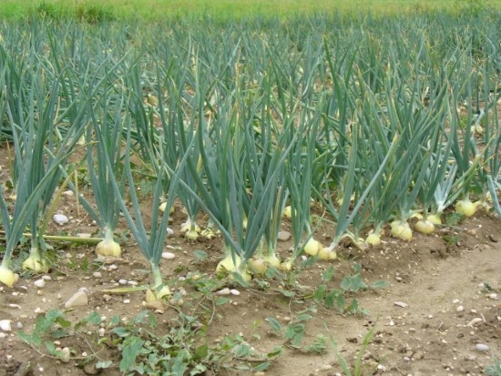 How To Grow Onions From An Onion