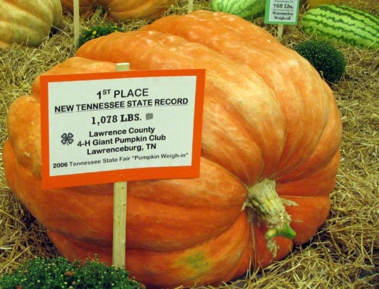 How much does a pumpkin weigh