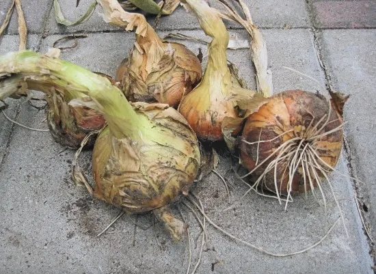 Stuttgarter Riesen onion How To Grow Onions From An Onion