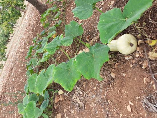When To Plant Butternut Squash