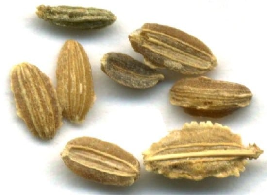 Where Do Carrot Seeds Come From Where Do Carrot Seeds Come From