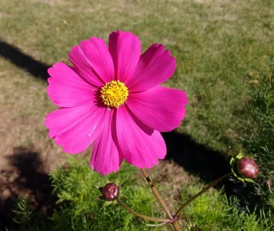 cherry cosmos What Flowers to Give on Your Anniversary