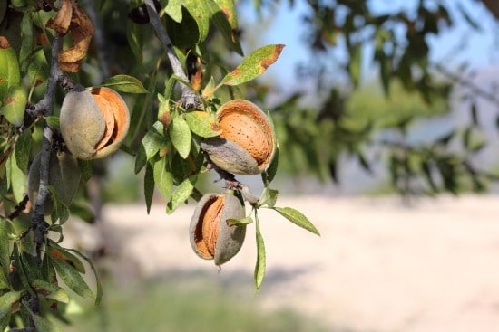 Almond Trees Dwarf Fruit Trees