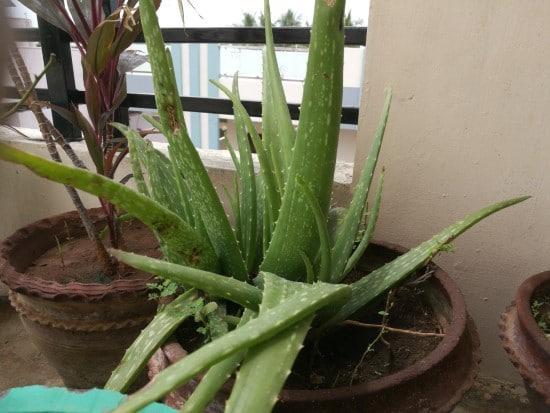 Aloe Vera Spiky plants