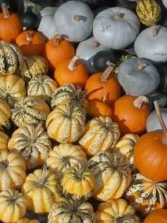 Are All Squashes Edible