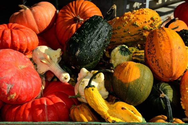 Are All Squashes Edible 3