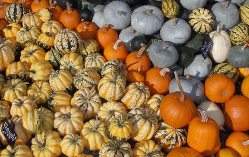 Are All Squashes Edible