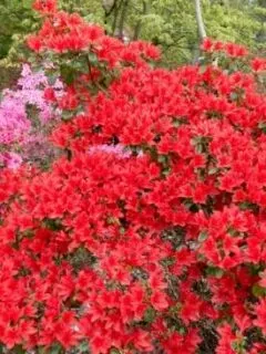 Azalea Red Flowering Shrubs