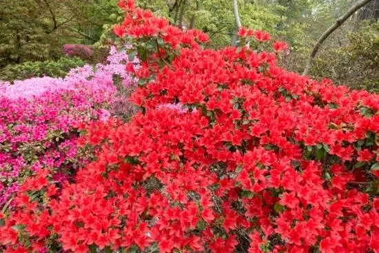 Azalea Red Flowering Shrubs