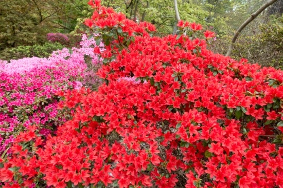 Azalea Red Flowering Shrubs