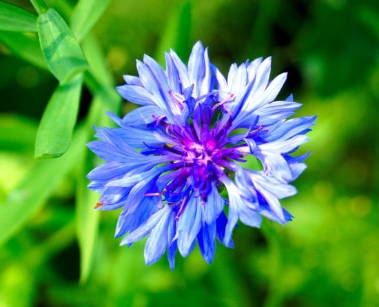 Bachelors Button Frost Tolerant Flowers