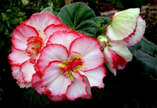Begonias Rose Alternative Flowers