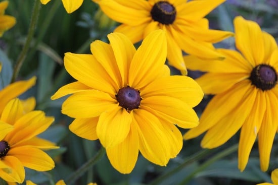 Black Eyed Susan Frost Tolerant Flowers