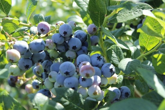 Blueberry Tree Cool Climate Fruit Trees