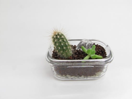 Cacti Best Terrarium Plants for Your Home