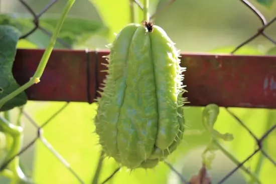 Chayote 18 of the Edible Vine Plants to Grow Vertically at Home