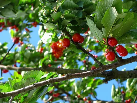 Cherry Tree Cool Climate Fruit Trees