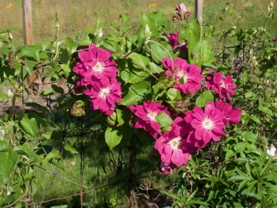 Clematis Red Flowering Shrubs