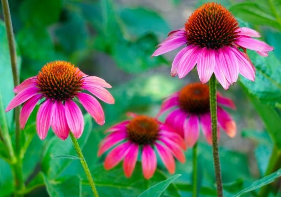 Coneflower Frost Tolerant Flowers