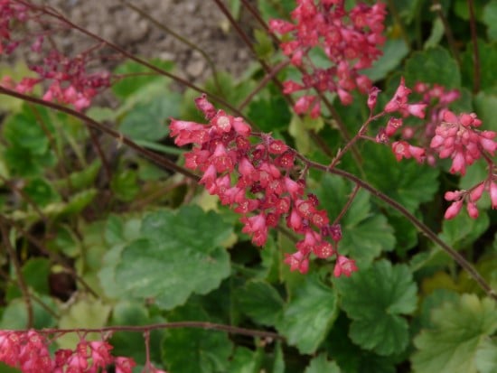 Coral Bells Red Perennial Flowers