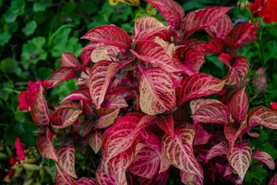 Croton Red Leaf Plants