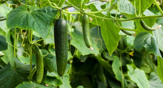 Cucumber 18 of the Edible Vine Plants to Grow Vertically at Home