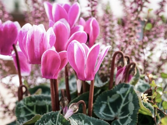 Cyclamen Frost Tolerant Flowers