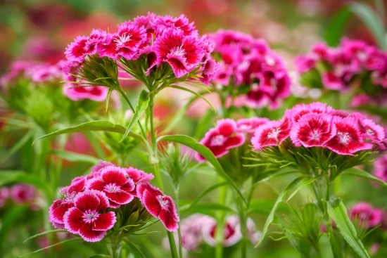 Dianthus Frost Tolerant Flowers