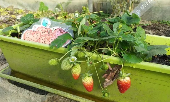 Do Strawberries Grow on Trees