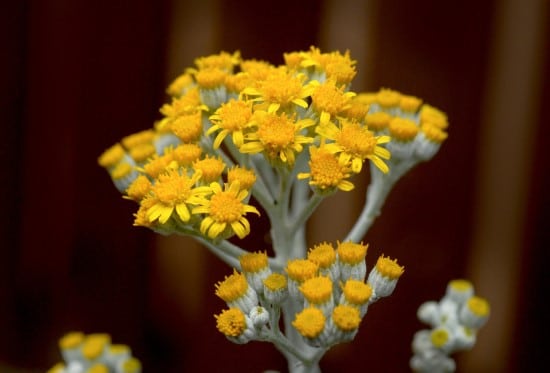 Dusty Miller Frost Tolerant Flowers