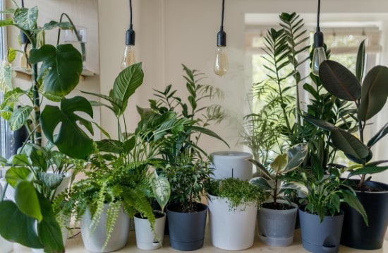 Easy Care Indoor Plants