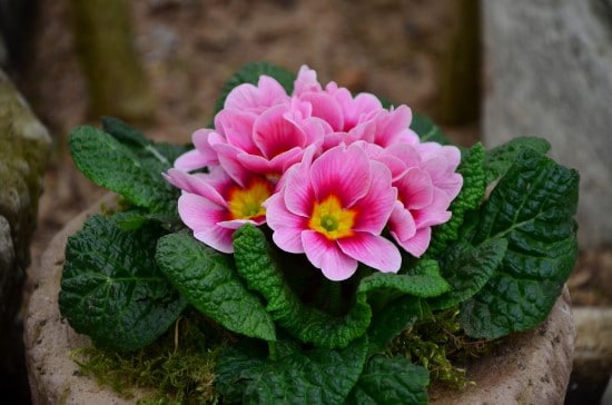 English Primrose Winter Flowering Bulbs