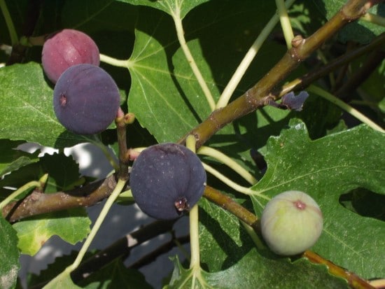 Fig Trees Dwarf Fruit Trees