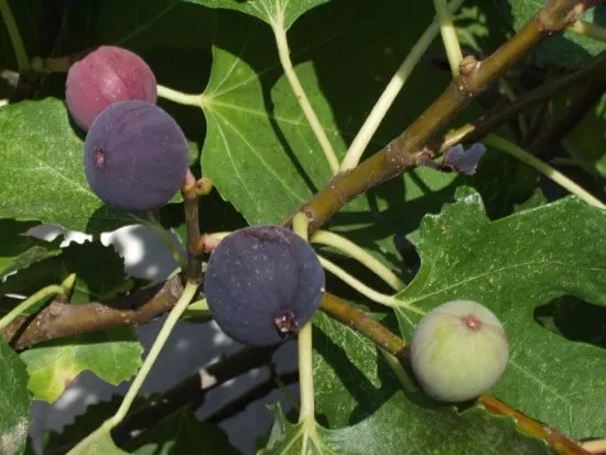 Fig Trees Dwarf Fruit Trees
