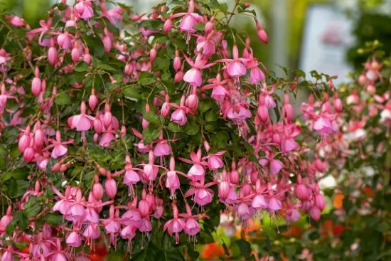 Fuchsia Red Flowering Shrubs