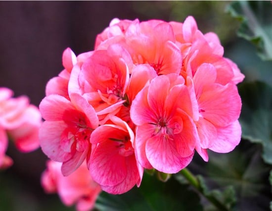 Geranium Frost Tolerant Flowers