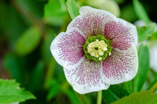 Hellebores Winter Flowering Bulbs