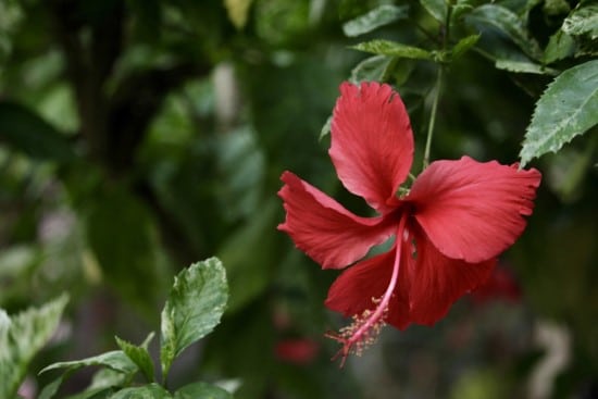 Hibiscus Red Perennial Flowers