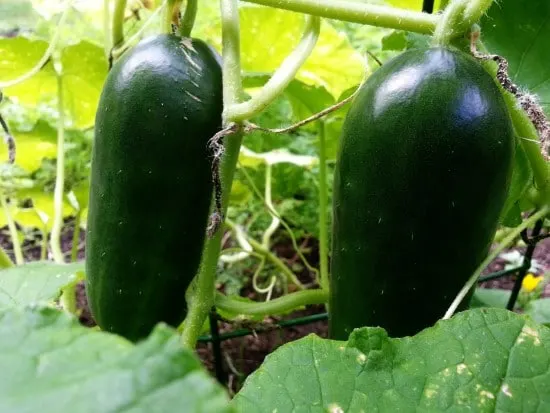 How Long Do Cucumbers Take To Grow