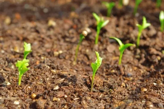 How Long Does Cilantro Take To Grow 2